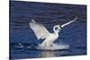 Trumpeter Swan (Cygnus Buccinator) Splashing Down from Flight, While Wintering on Mississippi River-Lynn M^ Stone-Stretched Canvas