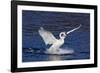 Trumpeter Swan (Cygnus Buccinator) Splashing Down from Flight, While Wintering on Mississippi River-Lynn M^ Stone-Framed Photographic Print