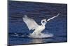 Trumpeter Swan (Cygnus Buccinator) Splashing Down from Flight, While Wintering on Mississippi River-Lynn M^ Stone-Mounted Photographic Print