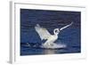 Trumpeter Swan (Cygnus Buccinator) Splashing Down from Flight, While Wintering on Mississippi River-Lynn M^ Stone-Framed Photographic Print