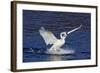 Trumpeter Swan (Cygnus Buccinator) Splashing Down from Flight, While Wintering on Mississippi River-Lynn M^ Stone-Framed Photographic Print
