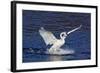 Trumpeter Swan (Cygnus Buccinator) Splashing Down from Flight, While Wintering on Mississippi River-Lynn M^ Stone-Framed Photographic Print