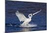 Trumpeter Swan (Cygnus Buccinator) Splashing Down from Flight, While Wintering on Mississippi River-Lynn M^ Stone-Mounted Photographic Print