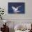 Trumpeter Swan (Cygnus Buccinator) Splashing Down from Flight, While Wintering on Mississippi River-Lynn M^ Stone-Photographic Print displayed on a wall