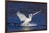 Trumpeter Swan (Cygnus Buccinator) Splashing Down from Flight, While Wintering on Mississippi River-Lynn M^ Stone-Framed Photographic Print