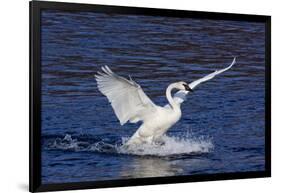 Trumpeter Swan (Cygnus Buccinator) Splashing Down from Flight, While Wintering on Mississippi River-Lynn M^ Stone-Framed Photographic Print