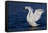 Trumpeter Swan (Cygnus Buccinator) Wing-Stretching While Wintering on St. Croix River-Lynn M^ Stone-Framed Stretched Canvas