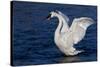 Trumpeter Swan (Cygnus Buccinator) Wing-Stretching While Wintering on St. Croix River-Lynn M^ Stone-Stretched Canvas