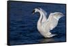 Trumpeter Swan (Cygnus Buccinator) Wing-Stretching While Wintering on St. Croix River-Lynn M^ Stone-Framed Stretched Canvas