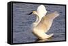 Trumpeter Swan (Cygnus Buccinator) Wing-Stretching While Wintering on St. Croix River-Lynn M^ Stone-Framed Stretched Canvas