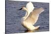 Trumpeter Swan (Cygnus Buccinator) Wing-Stretching While Wintering on St. Croix River-Lynn M^ Stone-Stretched Canvas