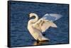 Trumpeter Swan (Cygnus Buccinator) Wing-Stretching While Wintering on St. Croix River-Lynn M^ Stone-Framed Stretched Canvas