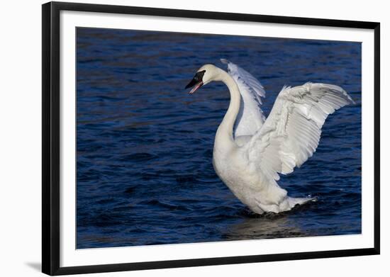 Trumpeter Swan (Cygnus Buccinator) Wing-Stretching While Wintering on St. Croix River-Lynn M^ Stone-Framed Photographic Print