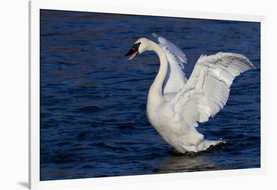 Trumpeter Swan (Cygnus Buccinator) Wing-Stretching While Wintering on St. Croix River-Lynn M^ Stone-Framed Photographic Print