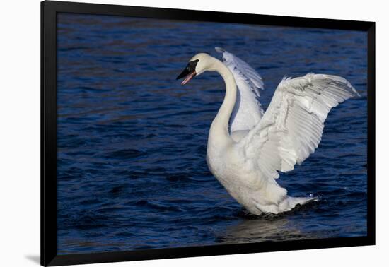 Trumpeter Swan (Cygnus Buccinator) Wing-Stretching While Wintering on St. Croix River-Lynn M^ Stone-Framed Photographic Print