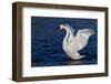 Trumpeter Swan (Cygnus Buccinator) Wing-Stretching While Wintering on St. Croix River-Lynn M^ Stone-Framed Photographic Print