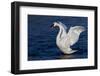 Trumpeter Swan (Cygnus Buccinator) Wing-Stretching While Wintering on St. Croix River-Lynn M^ Stone-Framed Photographic Print