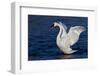 Trumpeter Swan (Cygnus Buccinator) Wing-Stretching While Wintering on St. Croix River-Lynn M^ Stone-Framed Photographic Print