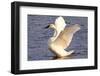 Trumpeter Swan (Cygnus Buccinator) Wing-Stretching While Wintering on St. Croix River-Lynn M^ Stone-Framed Photographic Print