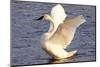 Trumpeter Swan (Cygnus Buccinator) Wing-Stretching While Wintering on St. Croix River-Lynn M^ Stone-Mounted Photographic Print