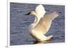 Trumpeter Swan (Cygnus Buccinator) Wing-Stretching While Wintering on St. Croix River-Lynn M^ Stone-Framed Photographic Print