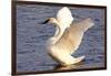 Trumpeter Swan (Cygnus Buccinator) Wing-Stretching While Wintering on St. Croix River-Lynn M^ Stone-Framed Photographic Print