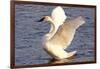 Trumpeter Swan (Cygnus Buccinator) Wing-Stretching While Wintering on St. Croix River-Lynn M^ Stone-Framed Photographic Print