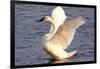 Trumpeter Swan (Cygnus Buccinator) Wing-Stretching While Wintering on St. Croix River-Lynn M^ Stone-Framed Photographic Print