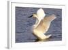 Trumpeter Swan (Cygnus Buccinator) Wing-Stretching While Wintering on St. Croix River-Lynn M^ Stone-Framed Photographic Print