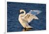 Trumpeter Swan (Cygnus Buccinator) Wing-Stretching While Wintering on St. Croix River-Lynn M^ Stone-Framed Photographic Print