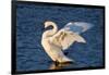 Trumpeter Swan (Cygnus Buccinator) Wing-Stretching While Wintering on St. Croix River-Lynn M^ Stone-Framed Photographic Print