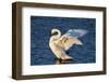 Trumpeter Swan (Cygnus Buccinator) Wing-Stretching While Wintering on St. Croix River-Lynn M^ Stone-Framed Photographic Print