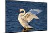 Trumpeter Swan (Cygnus Buccinator) Wing-Stretching While Wintering on St. Croix River-Lynn M^ Stone-Mounted Photographic Print
