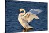 Trumpeter Swan (Cygnus Buccinator) Wing-Stretching While Wintering on St. Croix River-Lynn M^ Stone-Stretched Canvas