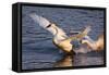 Trumpeter Swan (Cygnus Buccinator)-Lynn M^ Stone-Framed Stretched Canvas