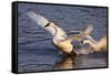 Trumpeter Swan (Cygnus Buccinator)-Lynn M^ Stone-Framed Stretched Canvas