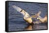 Trumpeter Swan (Cygnus Buccinator)-Lynn M^ Stone-Framed Stretched Canvas