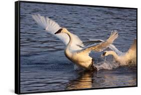 Trumpeter Swan (Cygnus Buccinator)-Lynn M^ Stone-Framed Stretched Canvas