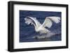 Trumpeter Swan (Cygnus Buccinator)-Lynn M^ Stone-Framed Photographic Print