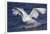 Trumpeter Swan (Cygnus Buccinator)-Lynn M^ Stone-Framed Photographic Print