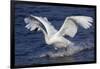 Trumpeter Swan (Cygnus Buccinator)-Lynn M^ Stone-Framed Photographic Print