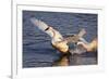 Trumpeter Swan (Cygnus Buccinator)-Lynn M^ Stone-Framed Photographic Print