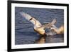 Trumpeter Swan (Cygnus Buccinator)-Lynn M^ Stone-Framed Photographic Print