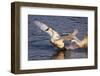 Trumpeter Swan (Cygnus Buccinator)-Lynn M^ Stone-Framed Photographic Print