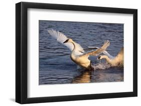 Trumpeter Swan (Cygnus Buccinator)-Lynn M^ Stone-Framed Photographic Print