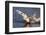 Trumpeter Swan (Cygnus Buccinator)-Lynn M^ Stone-Framed Photographic Print