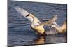 Trumpeter Swan (Cygnus Buccinator)-Lynn M^ Stone-Mounted Photographic Print