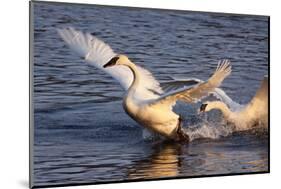 Trumpeter Swan (Cygnus Buccinator)-Lynn M^ Stone-Mounted Photographic Print