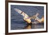 Trumpeter Swan (Cygnus Buccinator)-Lynn M^ Stone-Framed Photographic Print