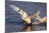 Trumpeter Swan (Cygnus Buccinator)-Lynn M^ Stone-Mounted Photographic Print